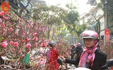 Lên ngay chợ hoa Hàng Lược để thấy Tết về